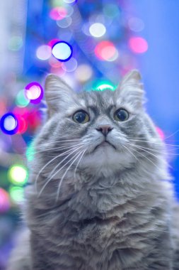 Renkli bir bokeh arka planına karşı kocaman gözleri olan pofuduk gri bir kedinin portresi. Yüksek kalite fotoğraf