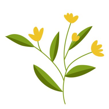 Sarı çiçekli ve yeşil yapraklı Calendula bitkisi dalı cilt bakımı ve spa ürünleri tasarımı için doğal botanik çizimi.