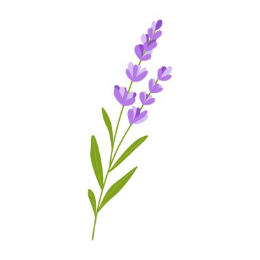 El yapımı lavanta kök vektör çizimi. Aromaterapi, organik kozmetik ve eko projeleri.