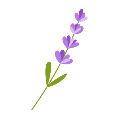 Beyaz arkaplanda lavanta filizi vektör çizimi izole edildi. Bahar ve yaz çiçekleri, dal dalları ve yapraklar. Aromaterapi ve kişisel bakım dekoratif öğeler. 