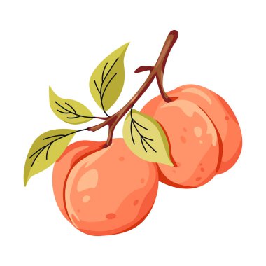 Olgun şeftali dalları ve yeşil yapraklar. Taze yaz meyvesi. Düz vektör çizimi beyaz arkaplanda izole edildi.