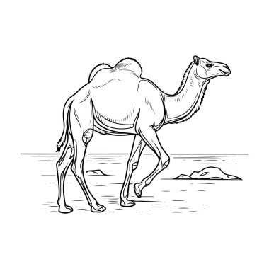 Desert Camel Walking Sketch Illustration Engraving