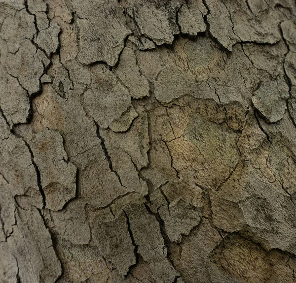 Padrão de fundo de textura de árvore de madeira velha. Foto horizontal de uma textura de casca de árvore. Textura criativa de uma casca de carvalho velha — Fotografia de Stock