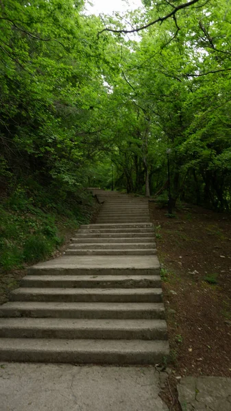 녹색 공원의 돌 계단. 러시아 소치에 있는 라자레프 스키에 있는 계단 — 스톡 사진