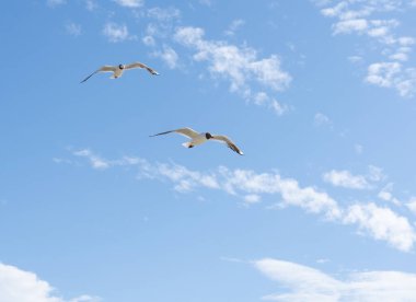 Rusya 'da güneşli bir günde martı deniz kenarında uçuyor.