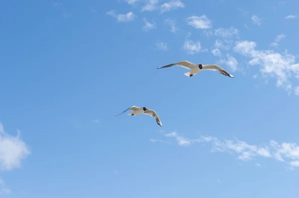 Seagull flying at seaside in a warm sunny day in Russia — Stock Photo, Image