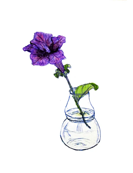 Petunia aislada. Flor violeta púrpura en jarrón de vidrio — Foto de Stock