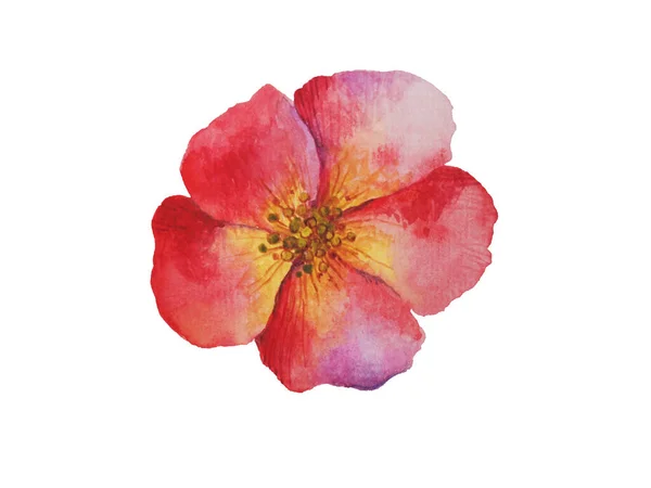 Akwarelowy czerwony kwiat. Wiosna kwitnący kwiat sakura natura ogród. Vintage ręcznie rysowane rośliny szczotki izolowane na białej ilustracji — Zdjęcie stockowe