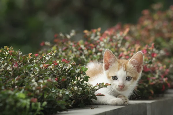 Gato mirando y apareció por detrás de la planta — Foto de Stock
