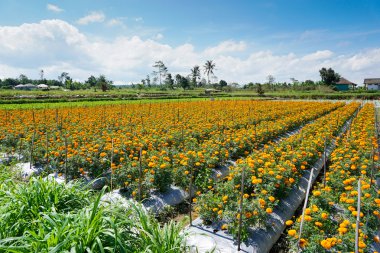 Denpasar Gemitir çiçek bahçesi, Bali, Endonezya. Bulutlu gökyüzünün altında turuncu kadife çiçeği rengi. Marigold Tagetes erecta Bali Bunga Gemitir olarak arama.