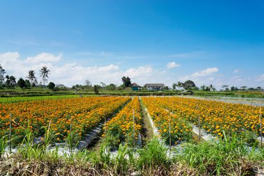 Denpasar Gemitir çiçek bahçesi, Bali, Endonezya. Bulutlu gökyüzünün altında turuncu kadife çiçeği rengi. Marigold Tagetes erecta Bali Bunga Gemitir olarak arama.