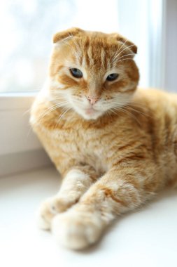 Katlanmış kulakları olan sevimli bir turuncu kedi sessiz bir sabah güneşinin altında huzur içinde uzanır. Sakin tavrı sahneye huzur katıyor..