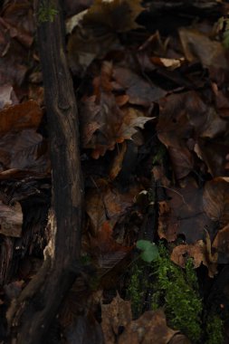 Zemin kahverengi ve turuncu yapraklar, küçük dallar ve yeşil yosunlarla kaplıdır. Bu sahne sonbaharda nemli toprakla orman tabanını gösteriyor..