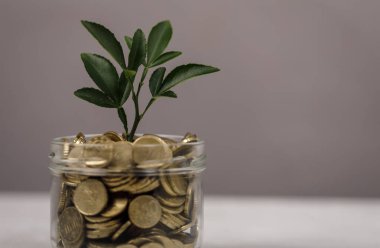 Kavanozda Büyüyen Para Fabrikası: Yatırım ve Mali Büyüme Konsepti