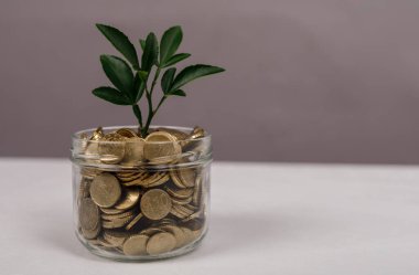 Finansal büyüme kavramı: Bozuk paralarla dolu kavanozda büyüyen bitki