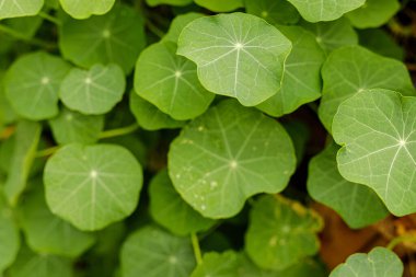 Canlı Yeşil Nasturtium Arkaplanı Bırakıyor
