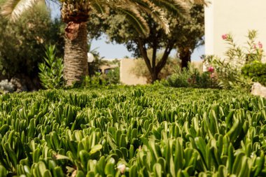 Palmiye ağaçları ve çalıları olan yemyeşil bir bahçe.