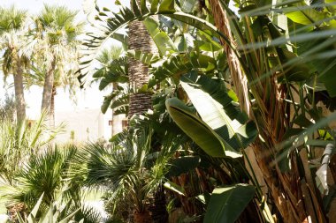 Palmiye ağaçları ve muz bitkileriyle yemyeşil bir tropik bahçe.