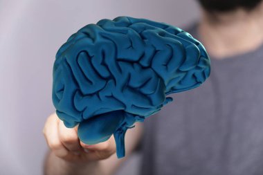 İnsan Beyni: 3D Eldeki Model, Nöroloji Konsepti