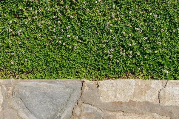 Taş Sınır ile Yeşil Yonca Kapağı