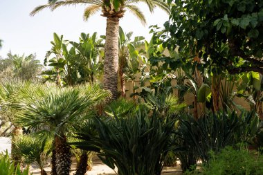 Palmiye ağaçları ve yeşillikleriyle yemyeşil bir bahçe.