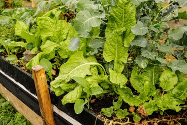 Taze Yeşil Sebzeler Yükseltilmiş Bahçe Yatağında Büyüyor