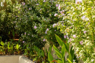 Lush Garden 'da Güzel Pembe Çiçekler