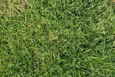 Green Grass Texture Background Image