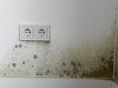 Duvar Yakınlarındaki Mağazalarda Küf ve Küf Büyümesi