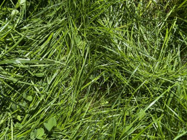 Taze kesilmiş Yeşil Çimen Doku Arkaplanı