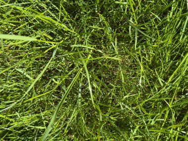  gür yeşil çim dokusu arka plan