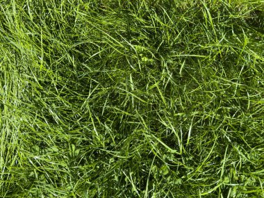  Yemyeşil Çimen Doku Arkaplan ResmiName