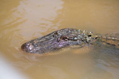 Amerikan Timsah Başı Bulanık Suda