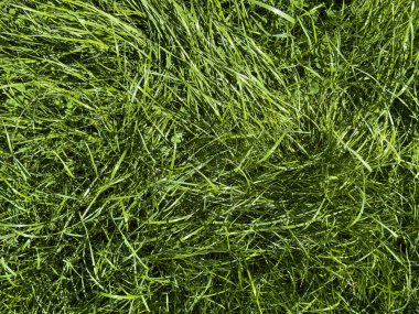  gür yeşil çim dokusu arka plan