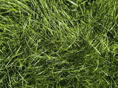 Canlı yeşil çimen dokusu arkaplanı