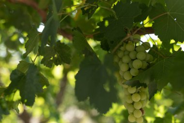 Güneş Işığında Asılı Yeşil Üzümler