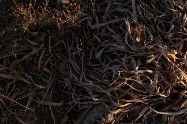 Kurumuş Çimen Bıçakları Doku Arkaplanı