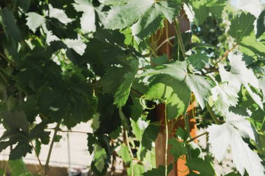 Yeşilli Yeşil Üzüm Yaprakları Güneş Işığında