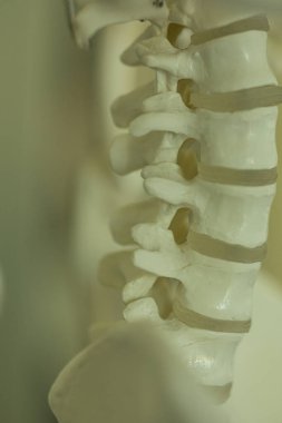 İnsan Omurga Anatomisi Modeli Yakın plan