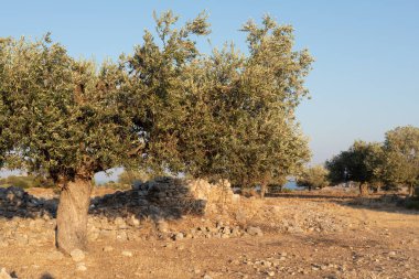 Mavi Gök 'ün altındaki harabelerin yakınındaki Antik Zeytin Ağaçları