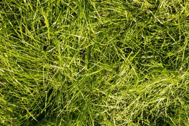 Canlı yeşil çimen dokusu arkaplanı