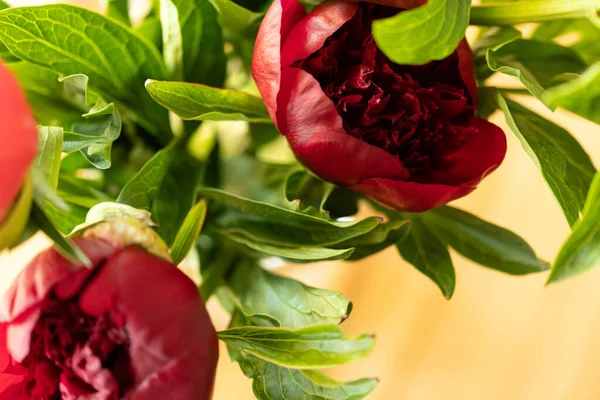 Koyu Kırmızı Şakayık 'ın Tam Çiçek Açışı' na yakın plan