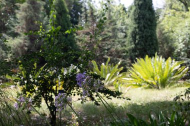 Mor çiçekler yemyeşil bir ormanda çiçek açar.