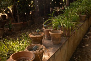 Terracotta saksıları sıraya dizilmişti.