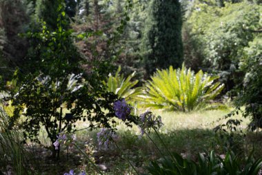 Mor çiçekler yemyeşil bir ormanın gölgesinde açar.