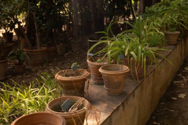 Beton bir çıkıntıda duran etiketli bir dizi saksı bitkisi