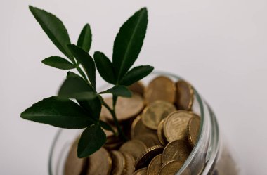 Para Büyüme Konsepti: Yeşil Santralli Kavanozdaki Paralar