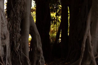 Gizemli Ağaç Tüneli: Kökler Arasındaki Güneş Işığı