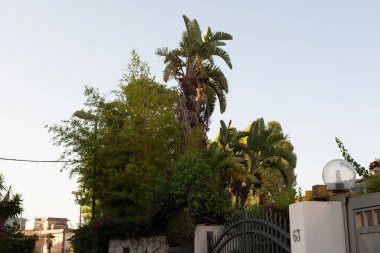 Tropikal Cennet: Güneşli bir bahçede yemyeşil palmiyeler ve bambu