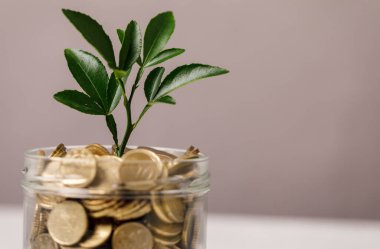 Madeni paralar ve büyüyen bir bitki içeren mali büyüme kavramı
